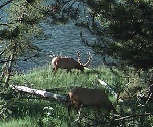 Yellowstone RV Rental Vacation