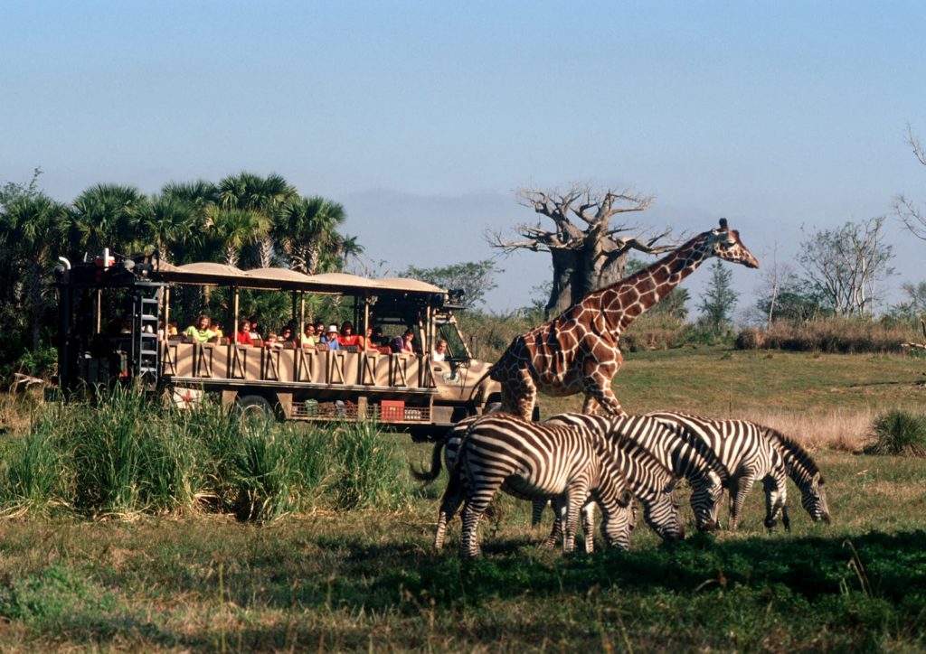 Giraffe in Animal Kingdom