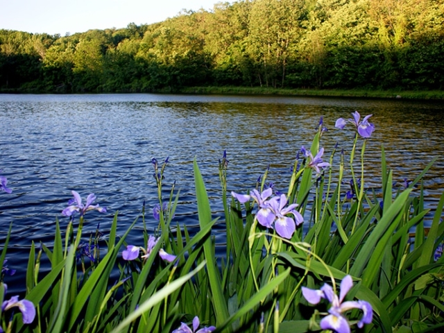 84 RV Rentals Campground Dam