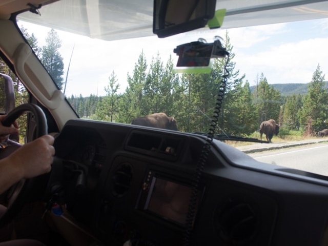 Yellowstone Buffalos